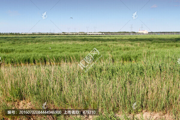大慶,龍鳳濕地,藍(lán)天,濕地