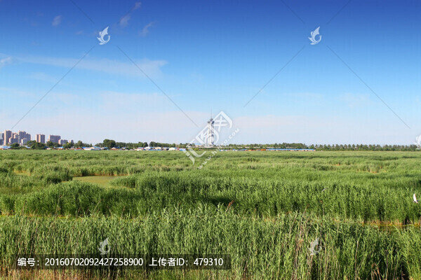 大慶,龍鳳濕地,藍(lán)天,濕地