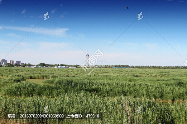 大慶,龍鳳濕地,藍(lán)天,濕地