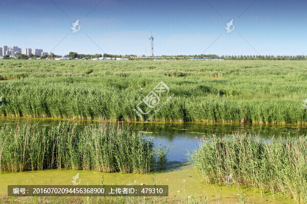 大慶,龍鳳濕地,藍(lán)天,濕地