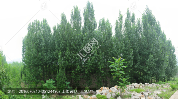 樹林,,楊樹林