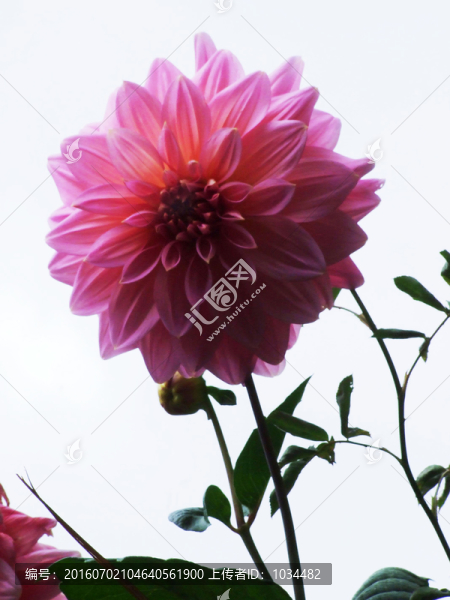 芍藥