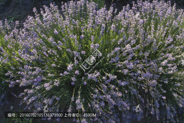 薰衣草