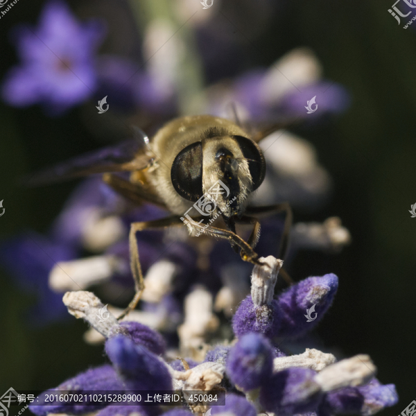 蜜蜂