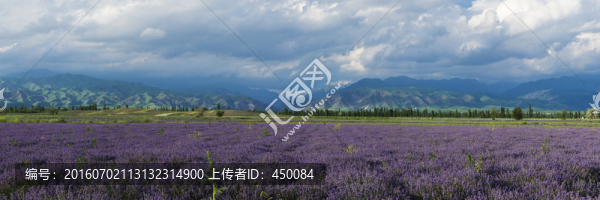 薰衣草