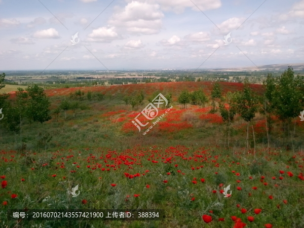 天山紅花