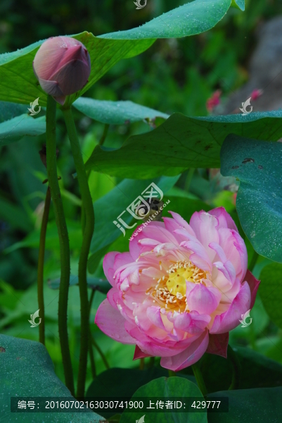 荷花,荷花高清