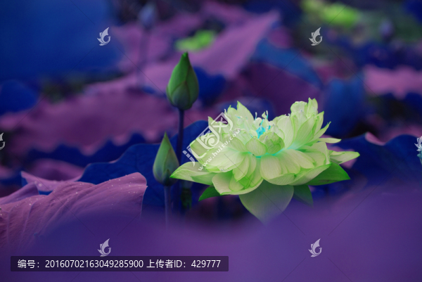 荷花