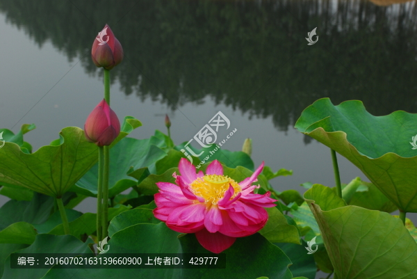 荷花