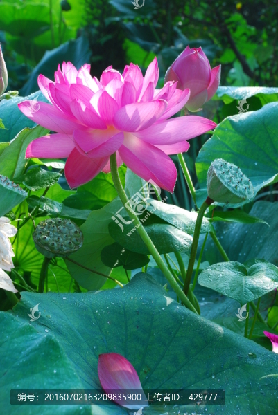 荷花