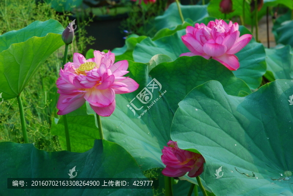 荷花,荷花池