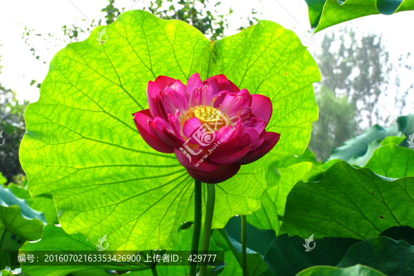 荷花,荷花園