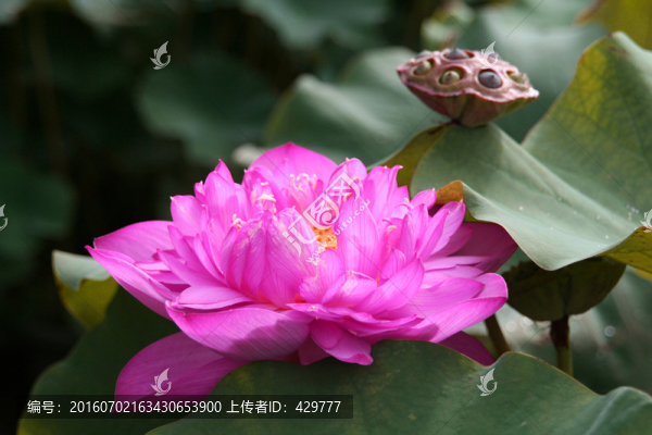 荷花
