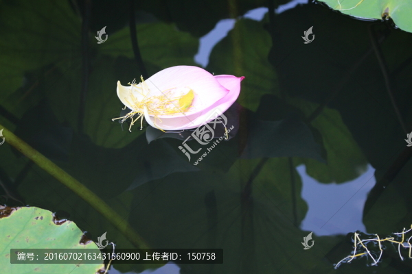 荷花瓣
