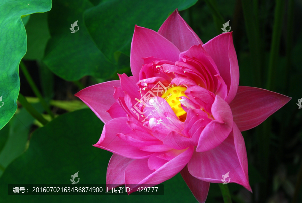 荷花,,大紫玉