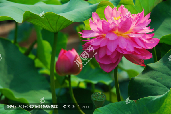 荷花