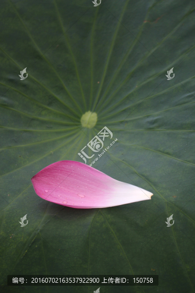 荷花瓣