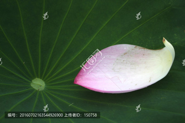 荷花瓣