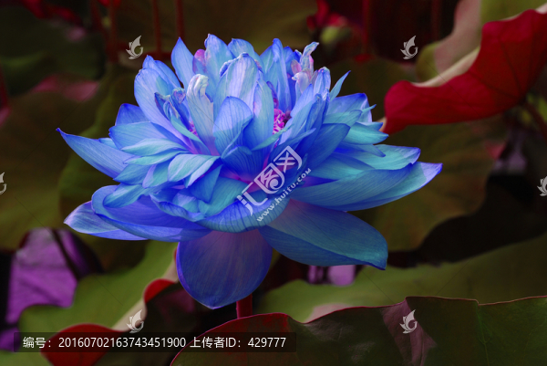 意趣荷花