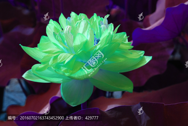 荷花
