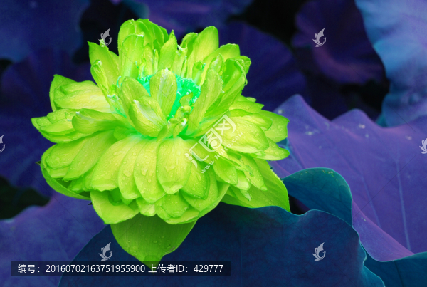 荷花,,蓮花