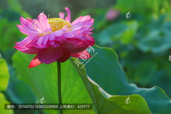 荷花,,荷花池