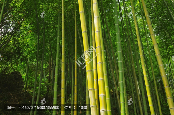 竹林,竹子