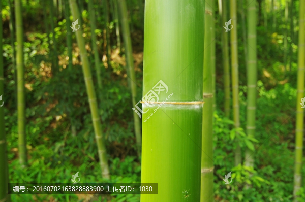 竹林,竹子