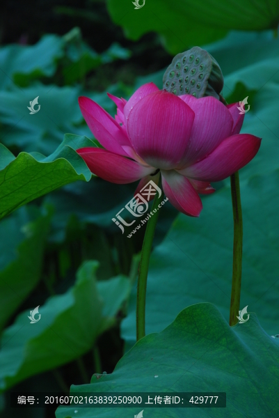荷花,,荷花園