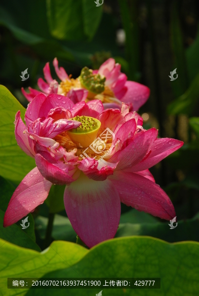 荷花