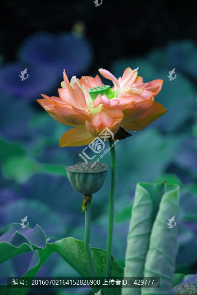 淡雅荷花