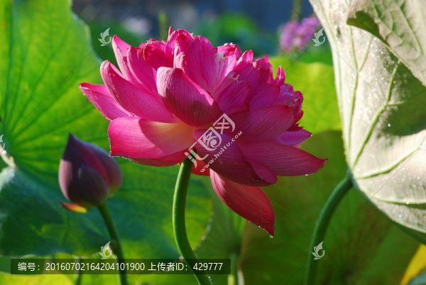 荷花,,荷花池