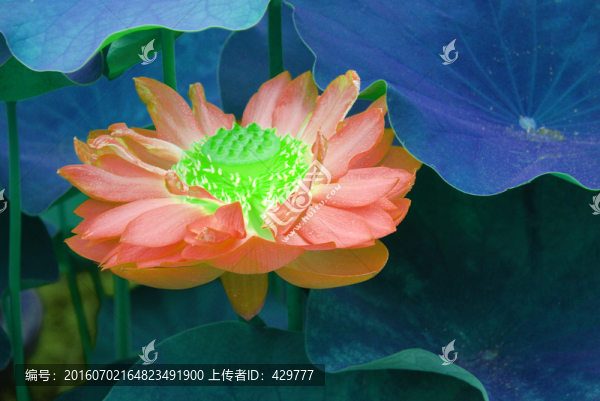 荷花