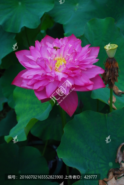 紅蓮,,蓮花,,荷花
