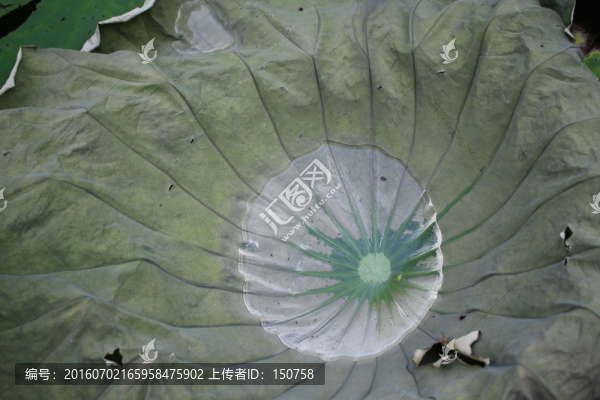 殘荷