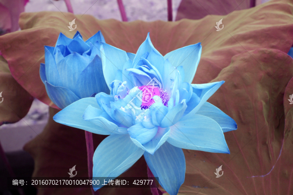 荷花