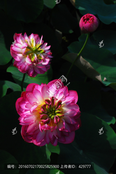 荷花,蓮花,,紅蓮