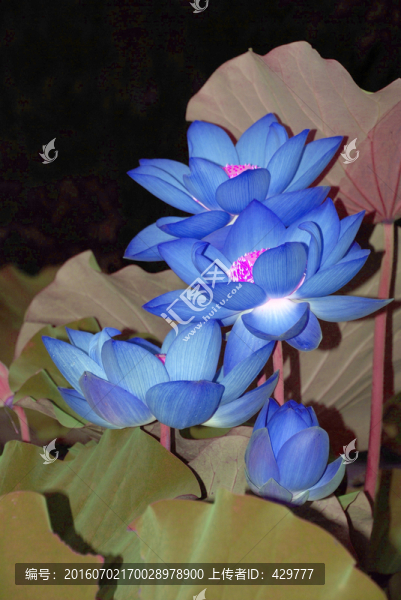 荷花