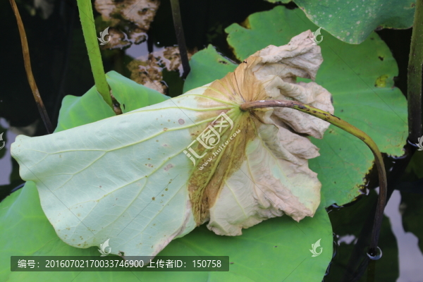 殘荷