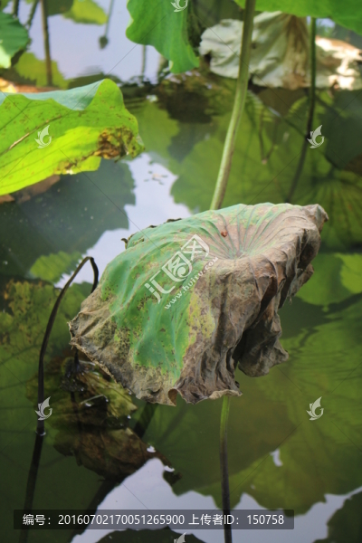 殘荷