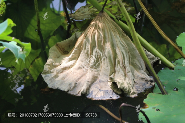 殘荷