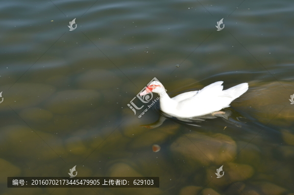 鵝