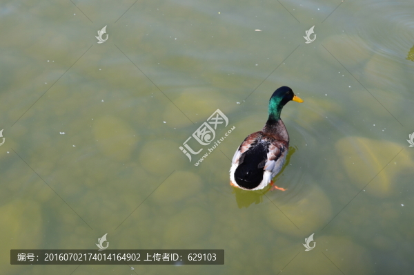 鴨子
