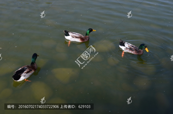 鴨子