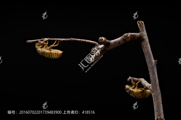 蟬蛹