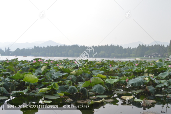 湖景