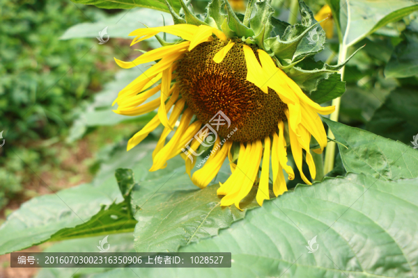 向日葵