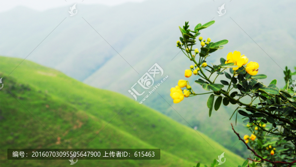 野花
