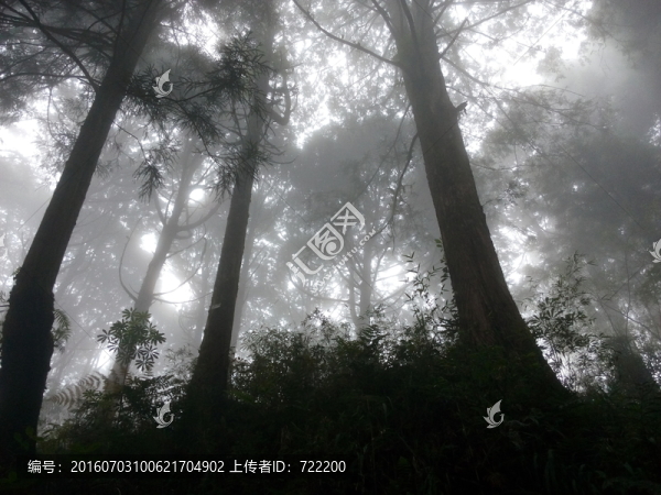 晨光,叢林,素材,風(fēng)景,森林