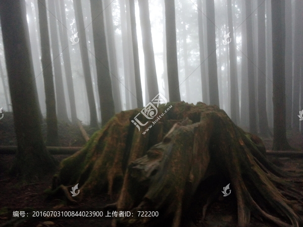 晨光,叢林,素材,風(fēng)景,森林